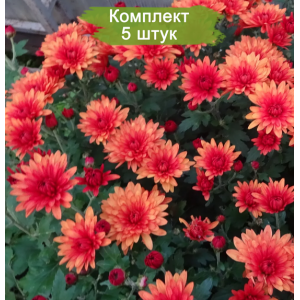 Саженцы хризантемы оранжевой мультифлоры Падре Красная -  комплект 5 шт.