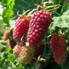 Саженец красной ежемалины Логан Берри (Loganberry) 