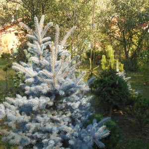 Саженец Ели Голубой Глаука (Glauca) 100-150 см