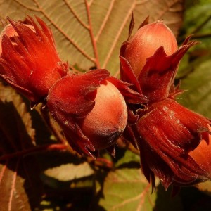 Саженец фундука Варшавского красного