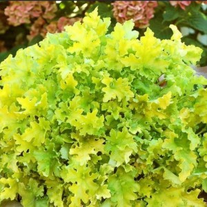 Саженец гейхеры зеленолистной Лайм Мармелад (Lime Marmalade)