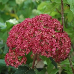 Саженец гортензии древовидной Белла Анна (Bella Anna)