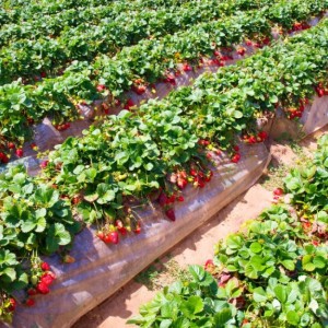 саженцы клубники оптом (от 500 шт.)