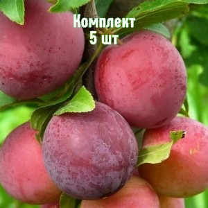 Комплект 5шт / Алыча Несмеяна (Ранняя/Красная)