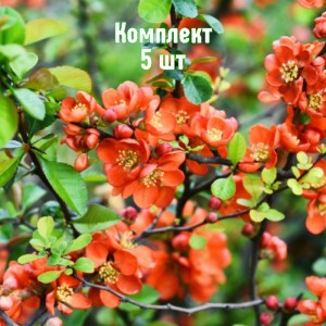 Комплект 5шт / Айва японская Николин