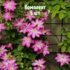 Комплект 5шт / Клематис Асао