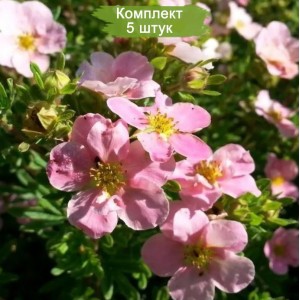 Саженцы лапчатки кустарниковой (Курильского чая) Принцесс (Princess) -  комплект 5 шт.