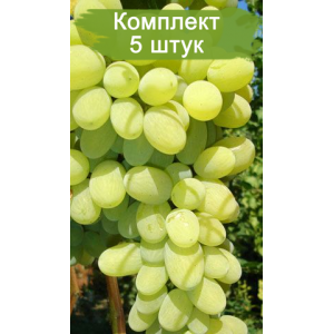 Саженцы винограда Августин (Ранний/Белый) -  комплект 5 шт.
