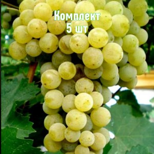 Комплект 5шт / Виноград Буковинка