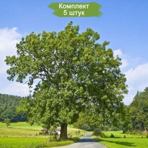 Саженцы ясеня Обыкновенный (40-60 см) -  комплект 5 шт.