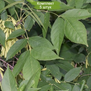 Сеянцы ясеня Пенсильванского (до 20 см) -  комплект 5 шт.