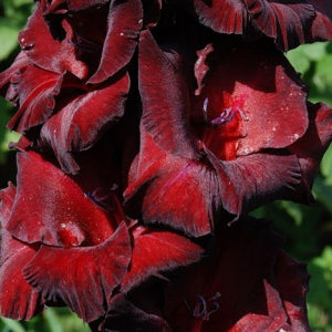 Луковица гладиолуса Черный Бархат