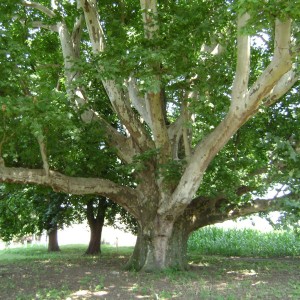 Саженец платана Мексиканского