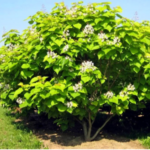 Саженец Катальпы