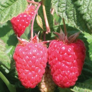 Саженец малины Краса России (Красная)