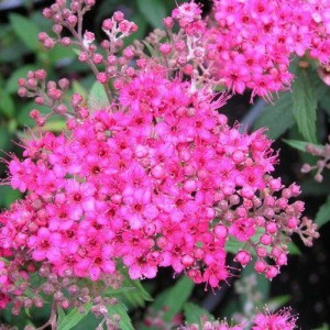 Саженец спиреи Дартс красная (Darts Red)