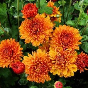 Саженец среднецветковой хризантемы Каштанка (Оранжевая )
