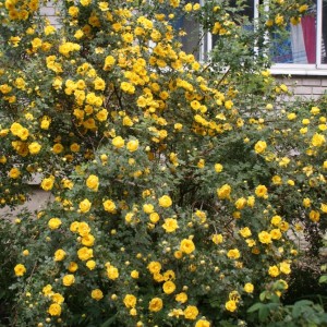 Саженец шиповника Роза Китайская Золотая